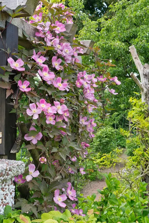 Best Fragrant Vines to grow