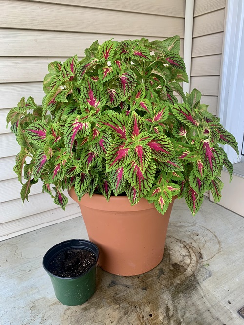 How to Make Coleus Bushier