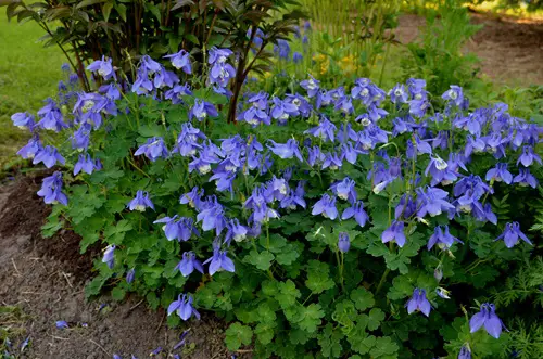 lovely Self Seeding Flowers