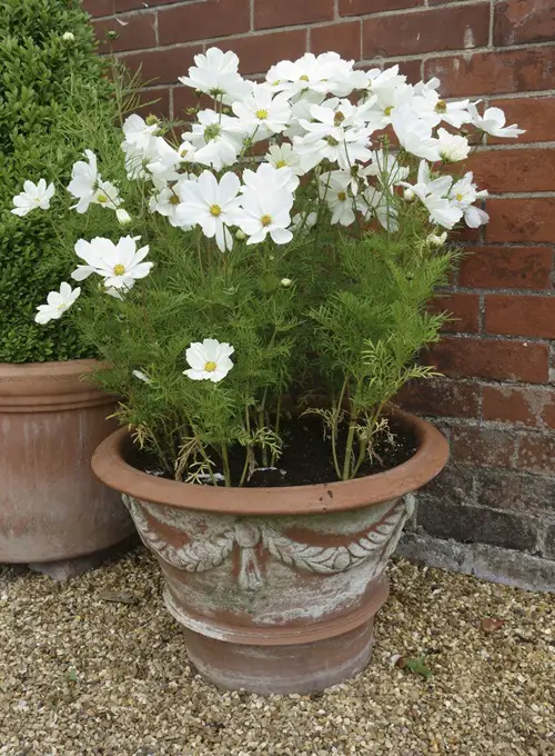 Flowers that Bloom Within One Month After Planting