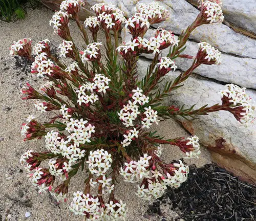 Amazing Fragrant Succulents for garden 