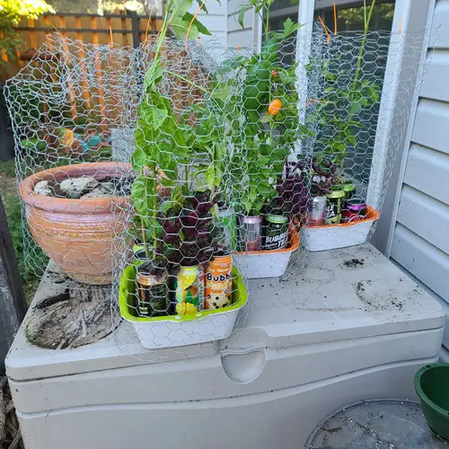 Create a Barrier Squirrels Out of Potted Plants