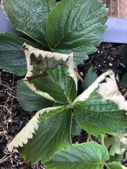Signs That Show Your Plants Need Calcium 2
