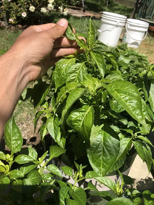 Deformed New Growth
