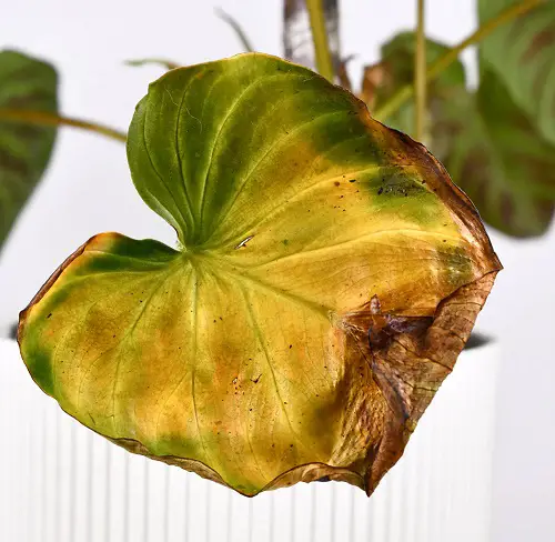 plant Discoloration