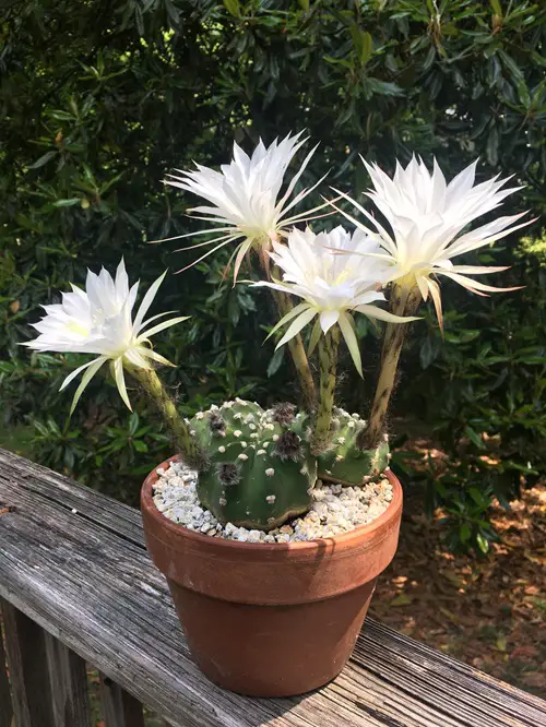 Fragrant Succulents for garden