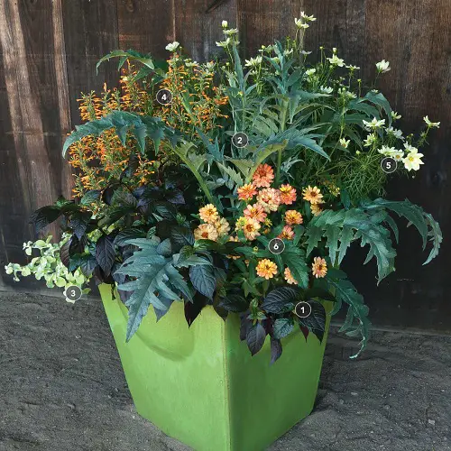 Best pollinator combination flowers 4