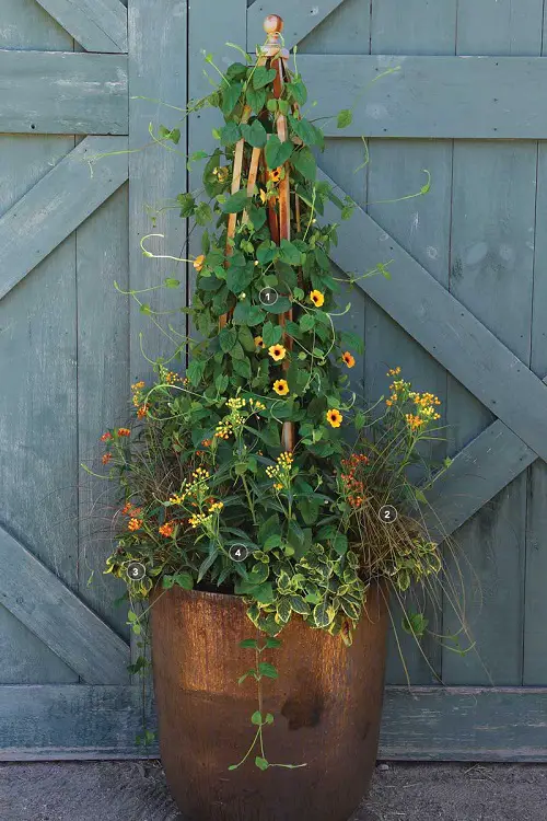 Pollinator attracting flowers 1