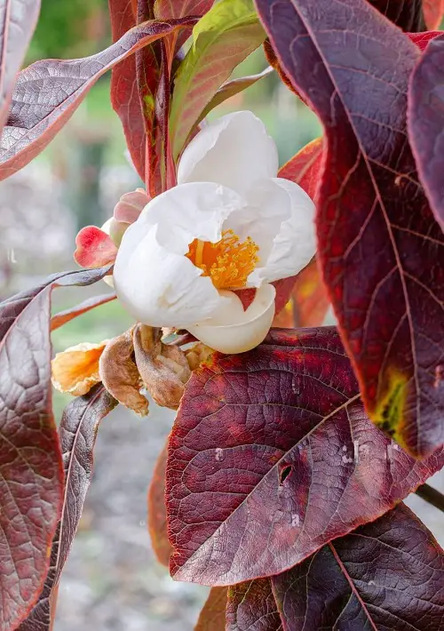 Endangered Flowers in garden 3