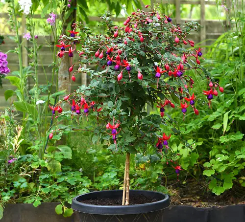 Fuchsia vines
