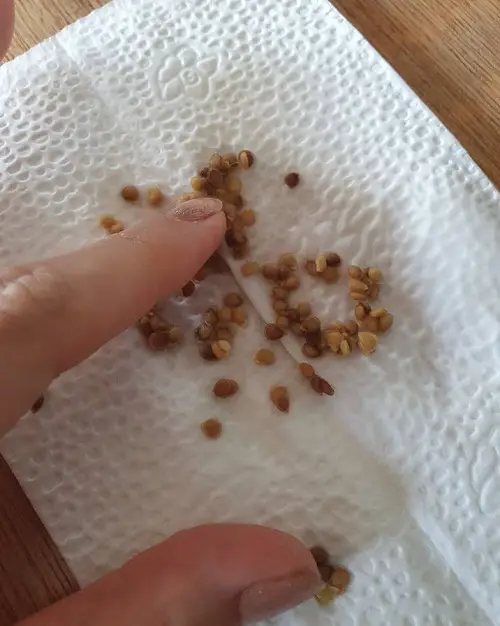 Seeds that Germinate Best in Paper Towel