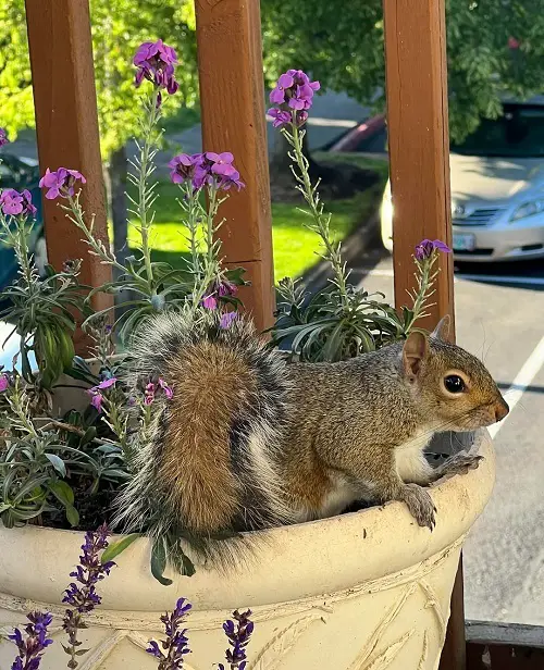 How to Keep Squirrels Out of Potted Plants