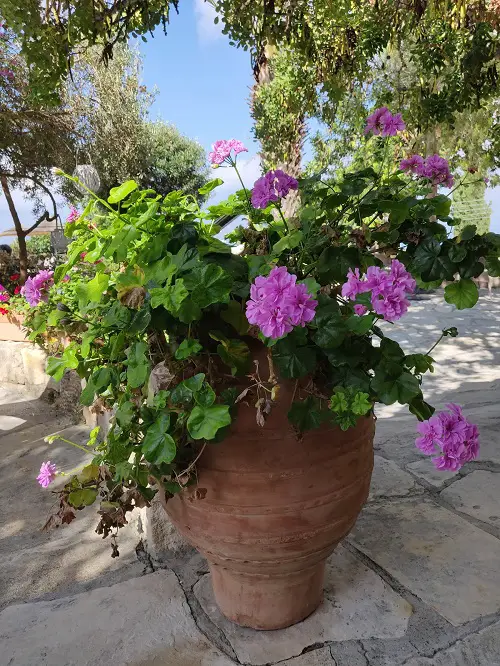 Grown in Small Pots
