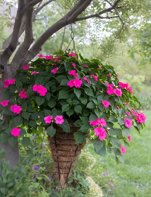 Amazing Flowers that Bloom Within One Month After Planting