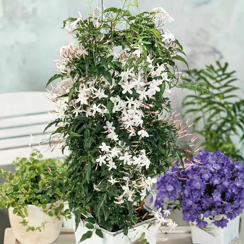 Amazing Best Fragrant Vines in pot