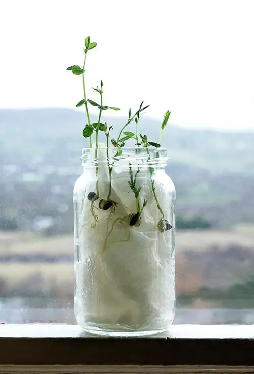 Sweet pea Seeds that Germinate Best in Paper Towel