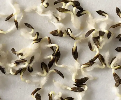 germinating lettuce seeds on paper towel
