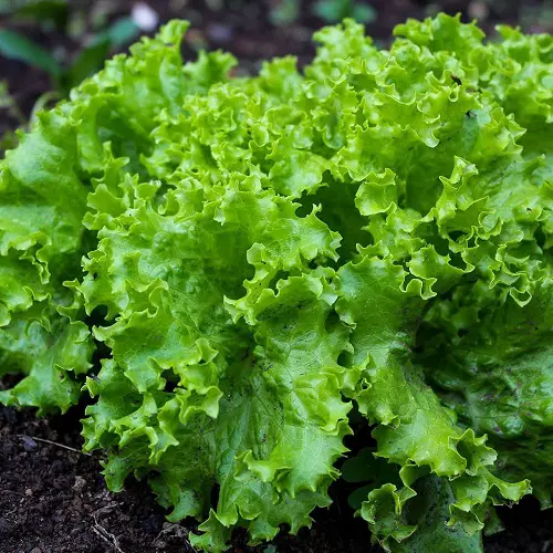 lettuce vegetable close up