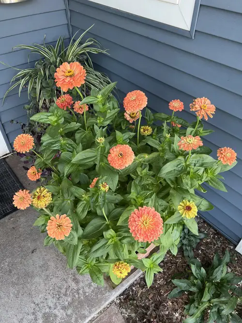Flowers that Bloom Within One Month After Planting