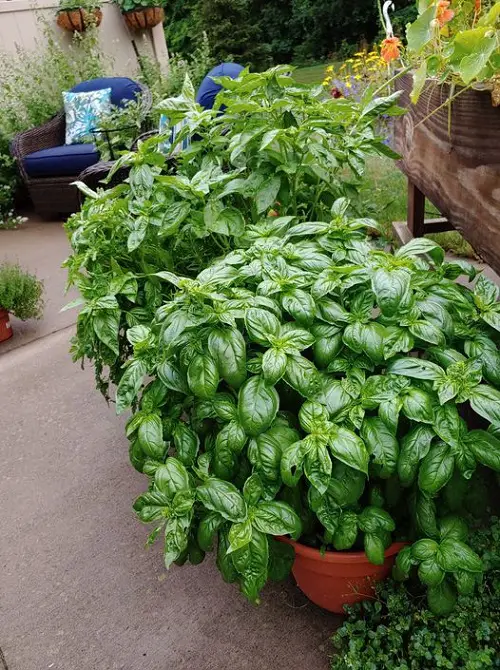 Native Herbs