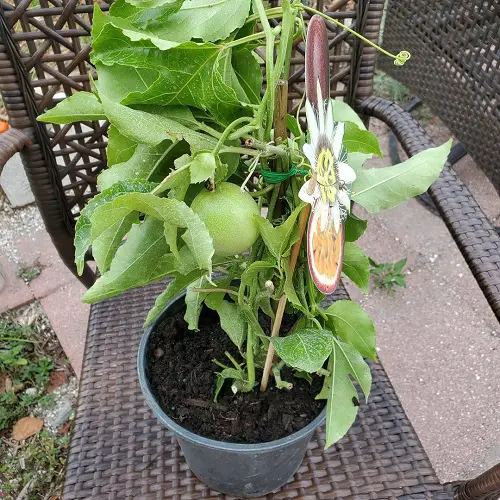 Passionfruit vine in pot