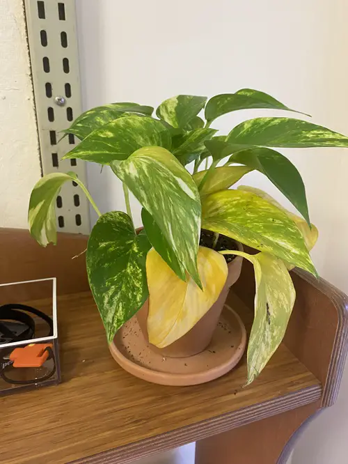 Pothos Leaves Turning Yellow