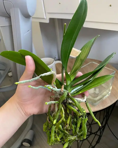 Preparing the Orchid