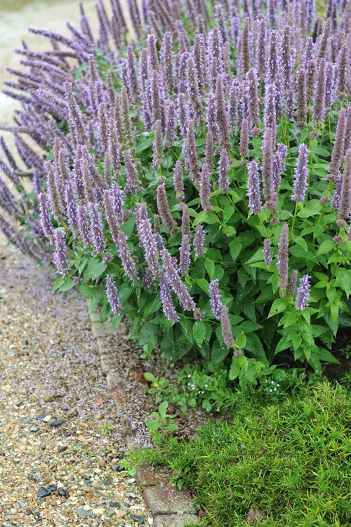 Self Seeding Flowers for garden