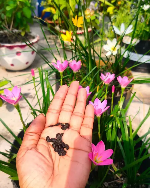 Rain Lily Sheed