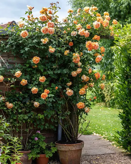 Orange roses in pots on a patio