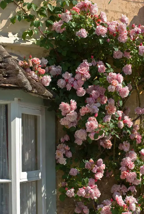  Fragrant Vines in garden 98