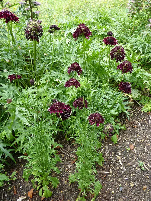 scabiosa plant in garden