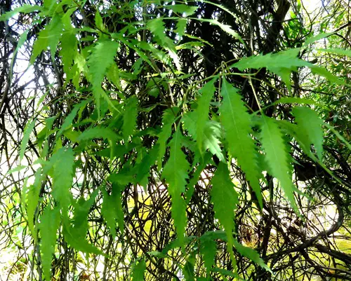 Most Painful Plants to Touch in the World