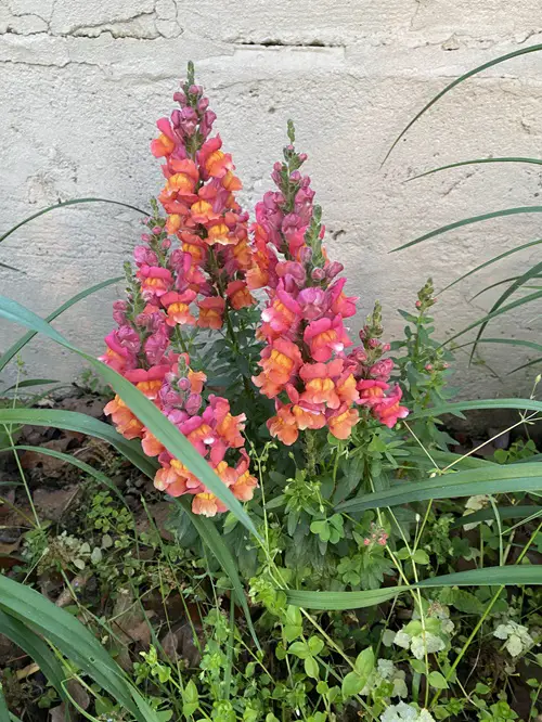 Self Seeding Flowers for yard