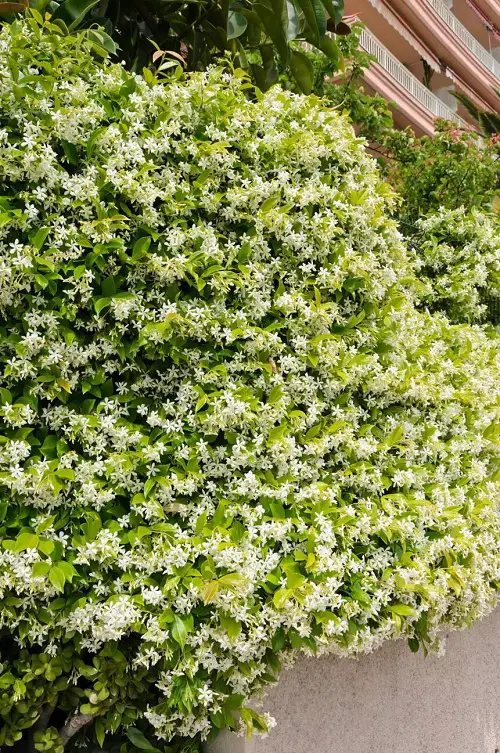  Fragrant Vines in garden 