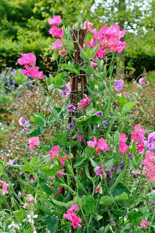 Best Fragrant Vines