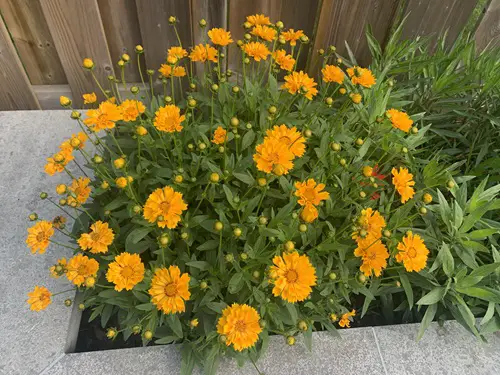 beautiful Self Seeding Flowers for yard 