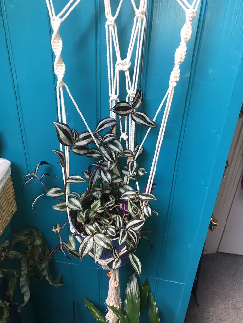 climbing tradescantia zebrina in pot