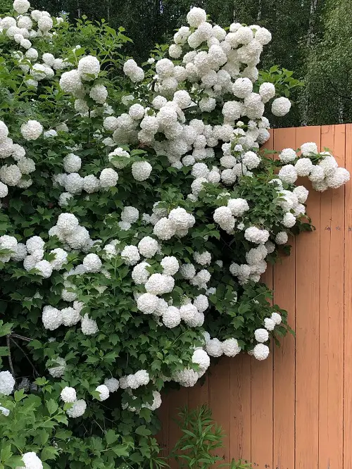 White flowered tree standing in a garden