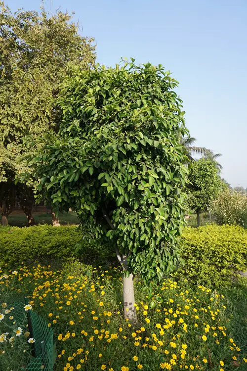 Amazing Plants that Improve Breathing and Reduce Allergens