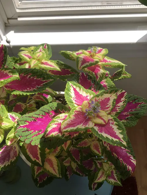 Lanky coleus