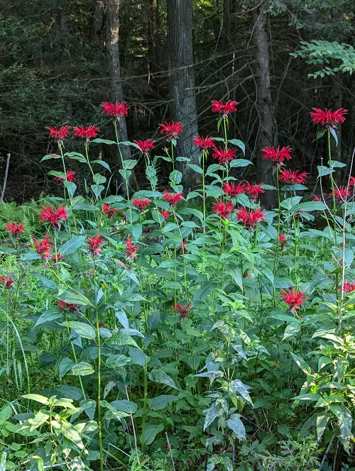 Why you should grow native herbs in your garden