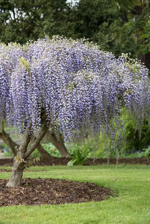 Beautiful Flowering Wisteria Tree