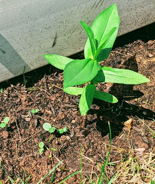 zinnia seeds paper towel germination