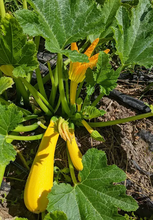 yellow zucchini plant