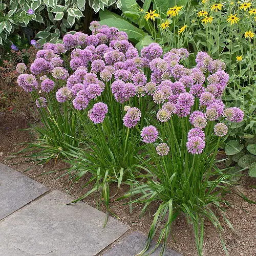 allium growing in dry garden soil