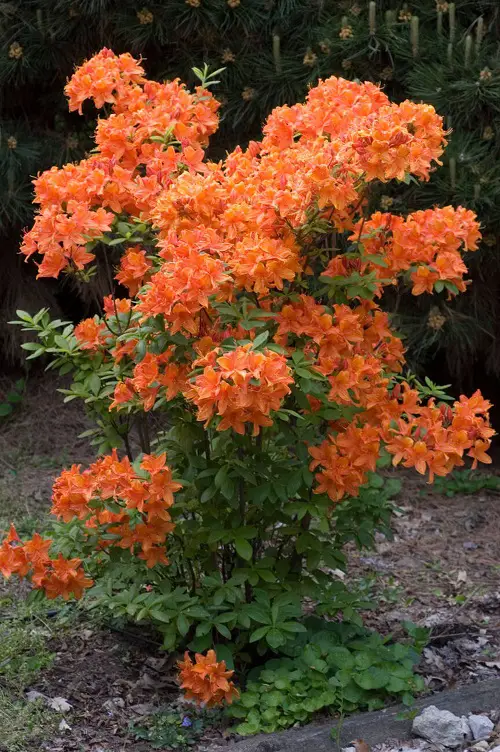 best low pollen flowers for allergic gardeners 5