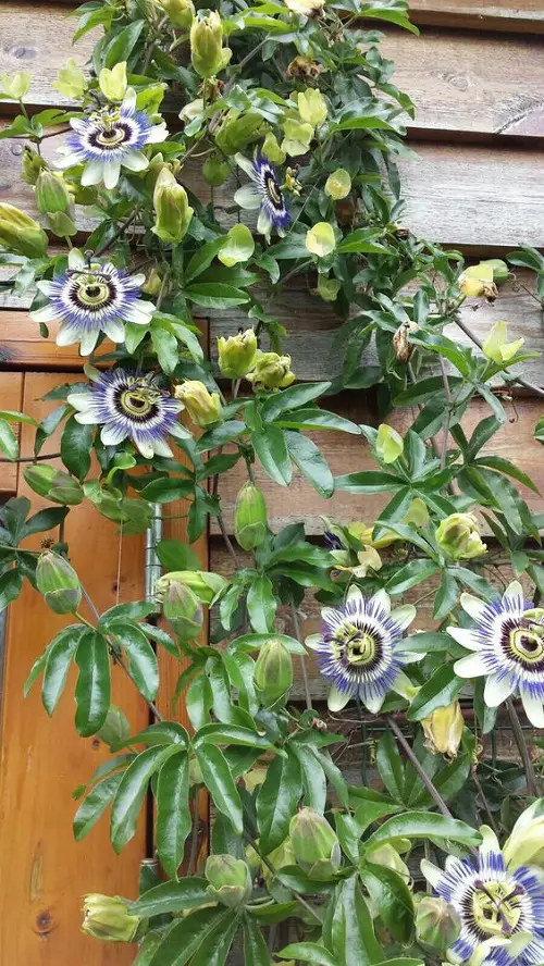 passionflower vine climbing on a wall
