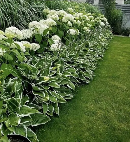 Landscaping with Hydrangeas and Hosta Ideas 1