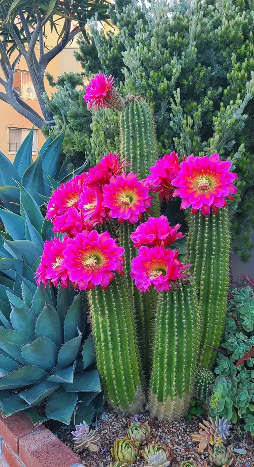 Cactus growing in home garden